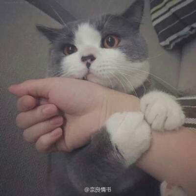 炎之轨迹手游下载